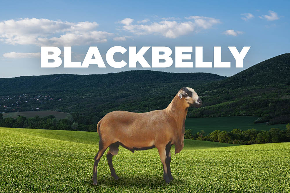 Oveja Blackbelly