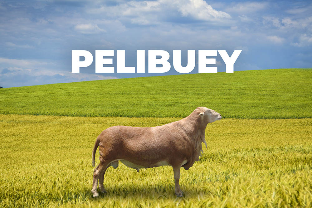 Oveja Pelibuey