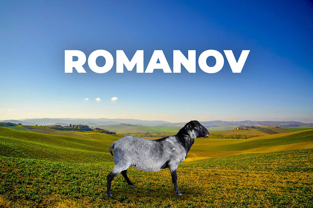 Oveja Romanov