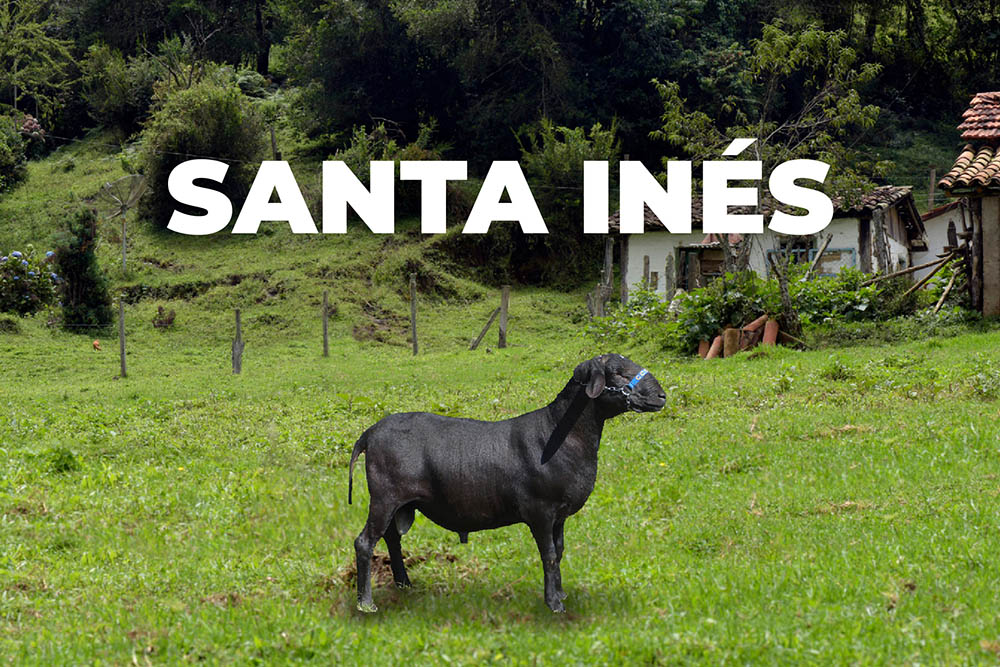 Oveja Santa Ines
