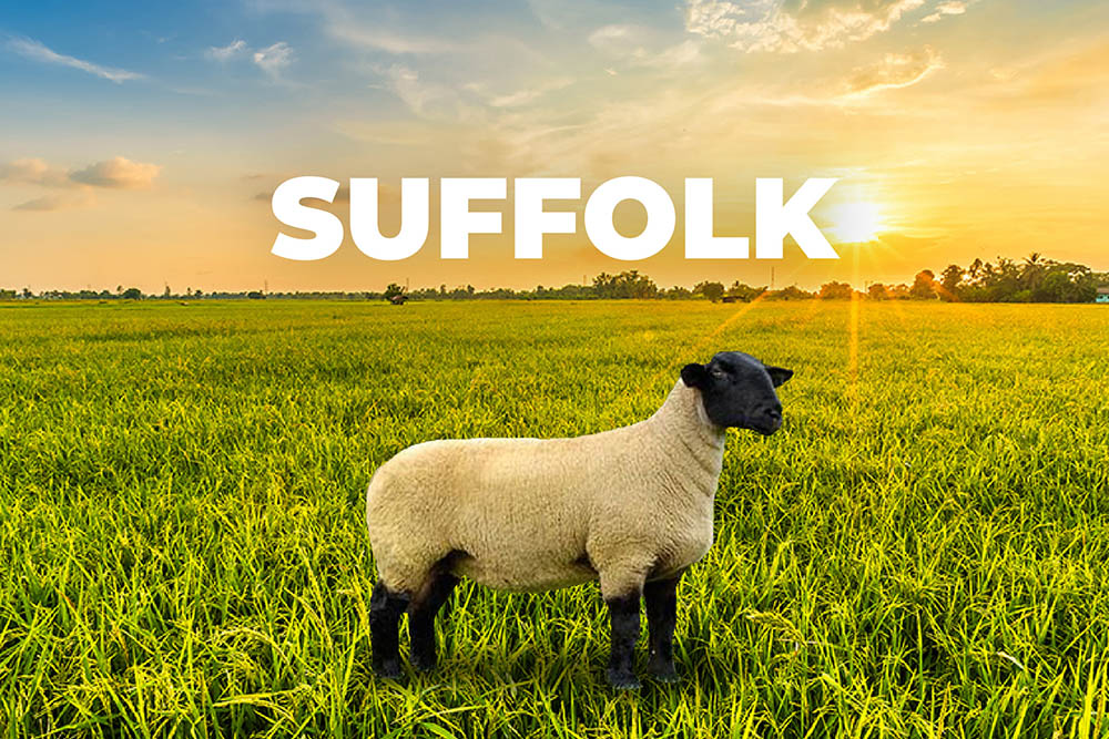 Oveja Suffolk