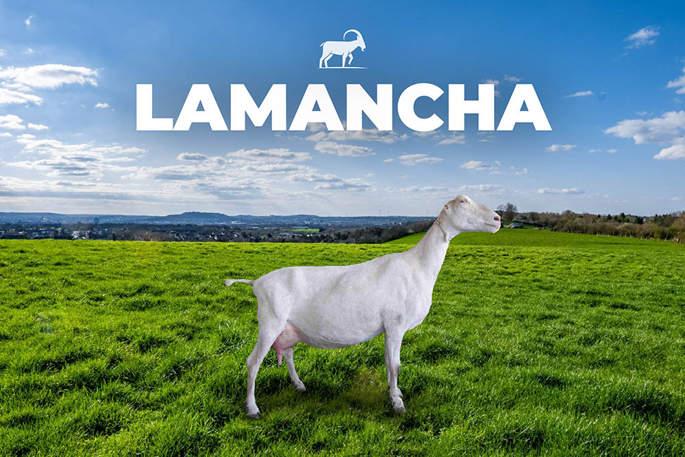 Caprino-Lamancha