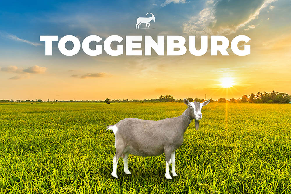 Caprino-Toggenburg